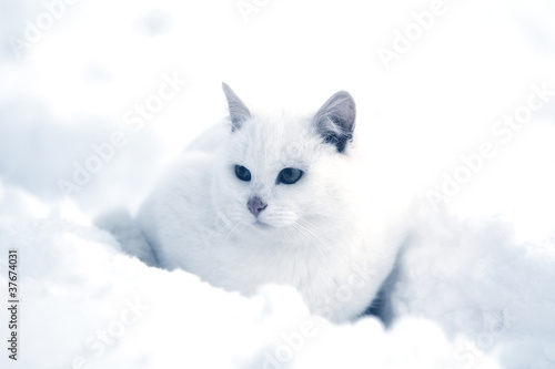 Белый котенок на снегу © DragoNika