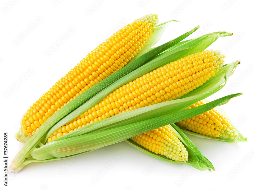 An ear of corn isolated on a white background - obrazy, fototapety, plakaty 