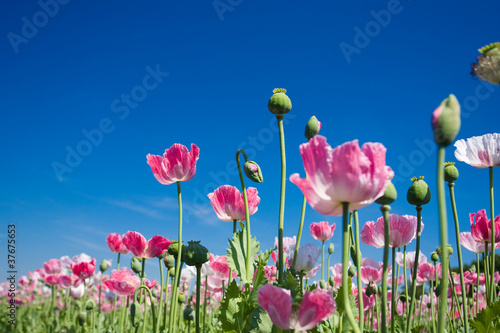 Opium poppy