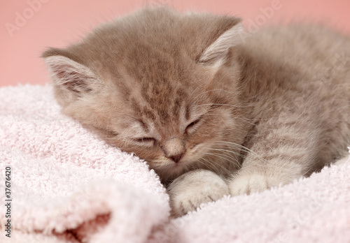 sleeping kitten © Mara Zemgaliete