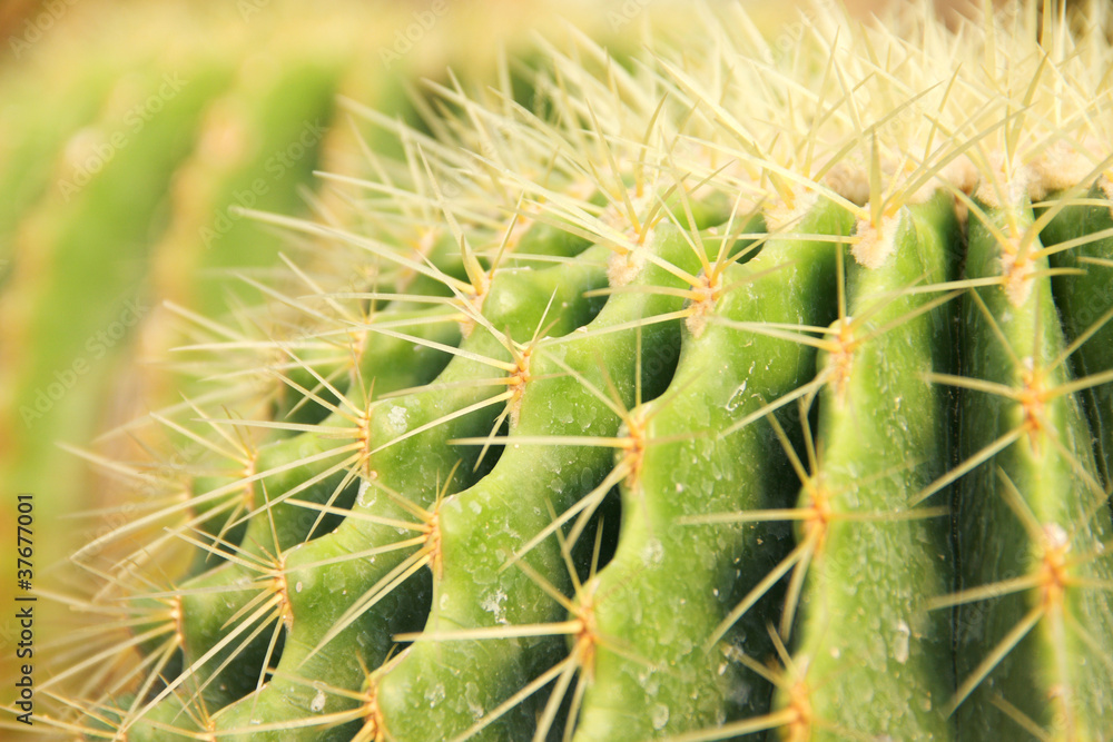 thorn of cactus