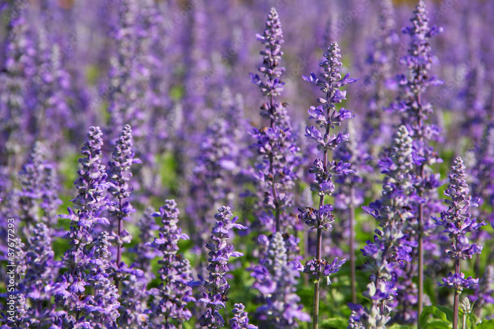 Obraz premium lavender field in blooming festival in Bangkok, Thailand