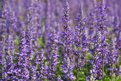 lavender field in blooming festival in Bangkok  Thailand