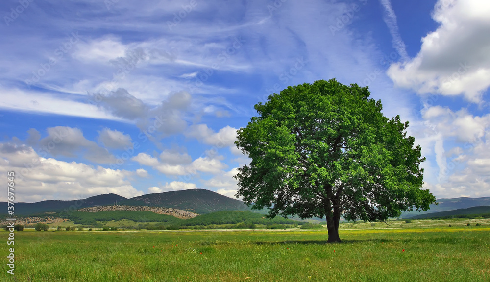 Lonely tree in the valley