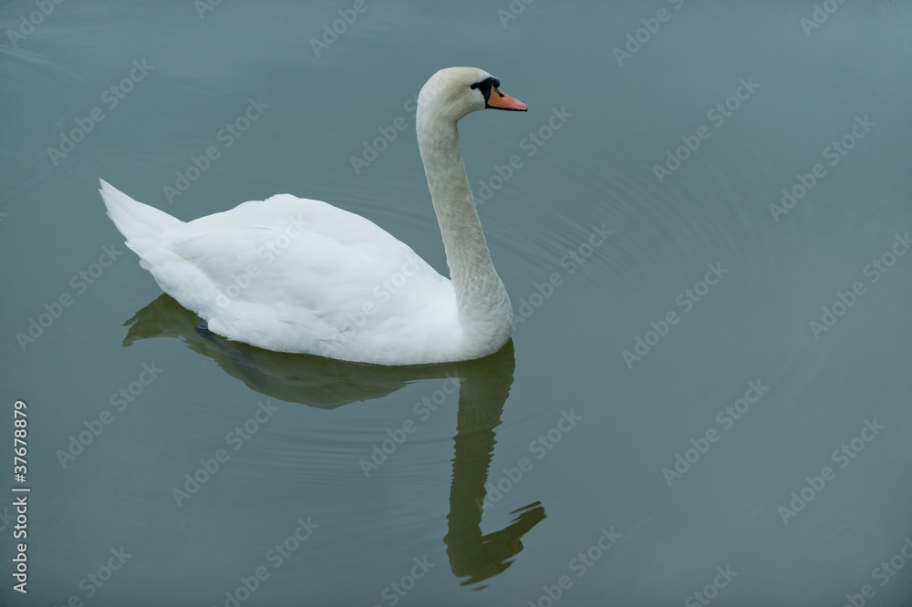 Fototapeta premium Majestic bird