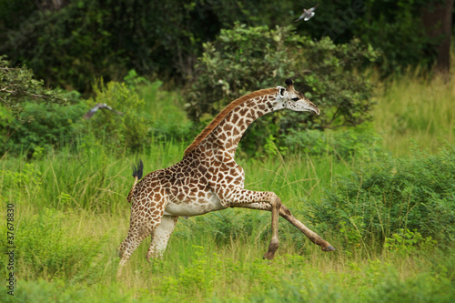 Young Thornicroft giraffe running