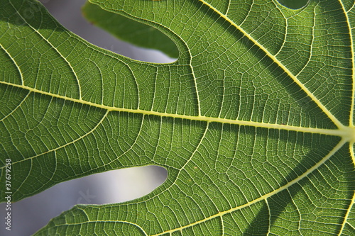 grean leaf photo