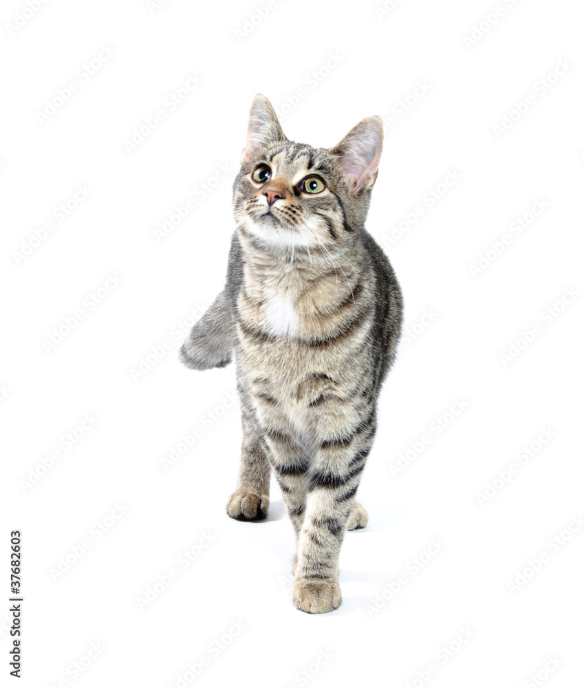 Obraz premium Pet tabby cat on white