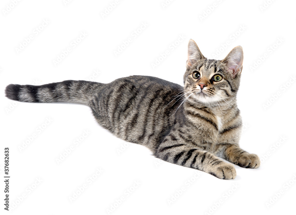 Tabby cat on white Tabby cat on white