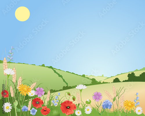 summer wildflowers