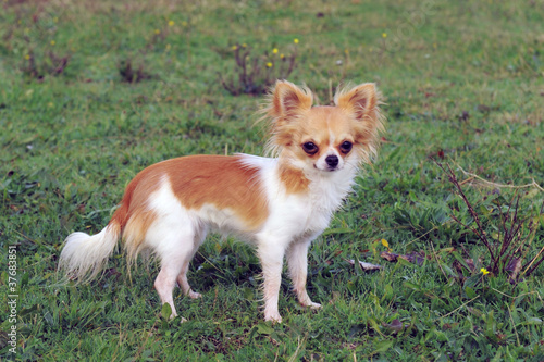 puppy chihuahua