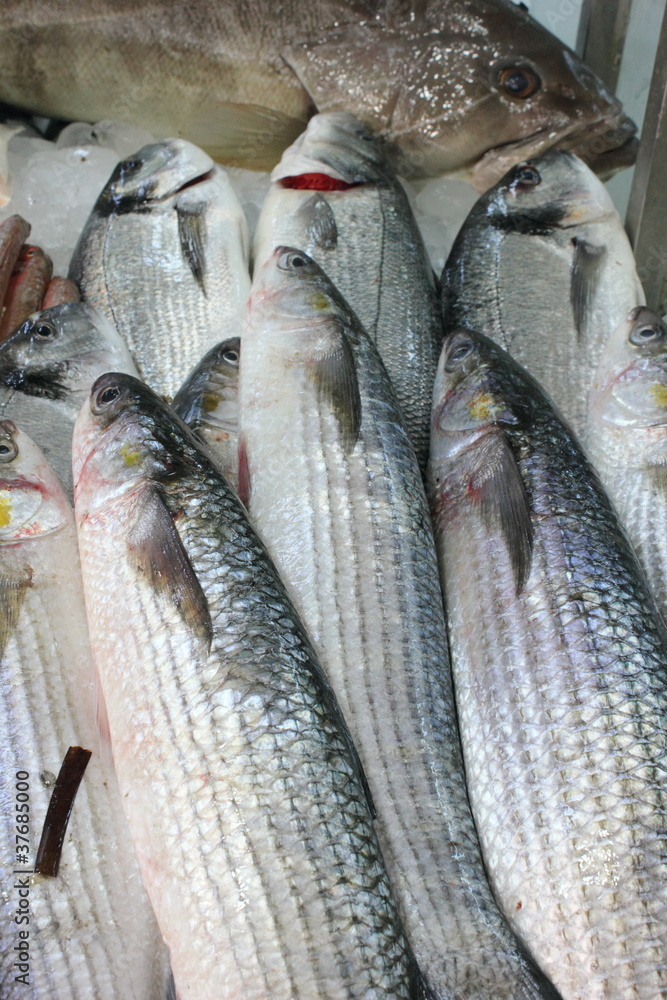 Obraz premium Fresh sea bass fish on ice
