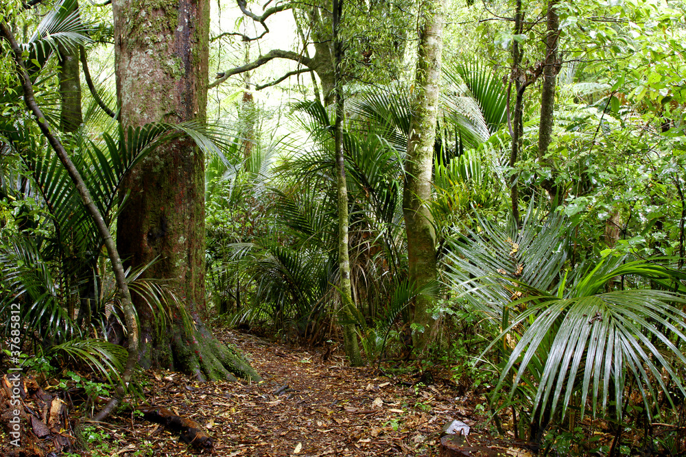 Naklejka premium Tropical jungle rainforest