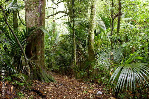 Tropical jungle rainforest