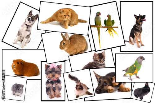 Fototapeta Naklejka Na Ścianę i Meble -  collage animalier