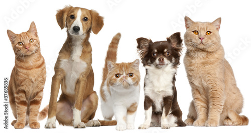 Fototapeta Naklejka Na Ścianę i Meble -  Group of cats and dogs in front of white background