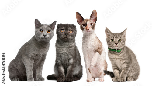 Group of cats sitting in front of white background