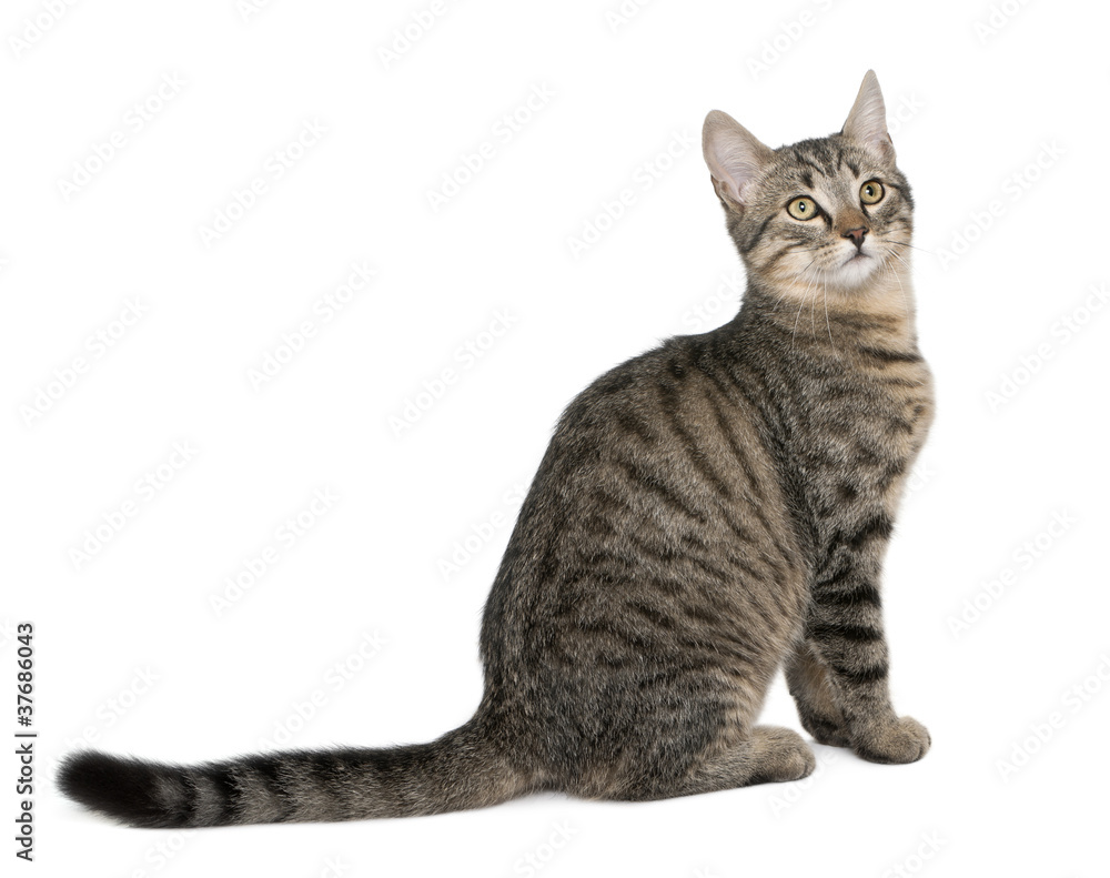 Mixed-breed cat, Felis catus, 6 months old, sitting