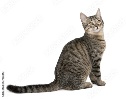 Mixed-breed cat, Felis catus, 6 months old, sitting