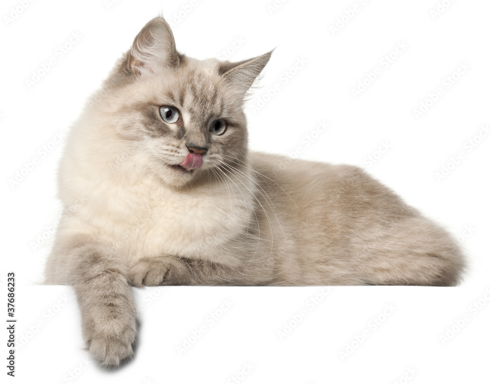 Fototapeta premium Siberian cat, in front of white background