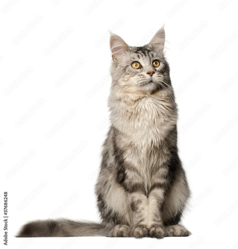 Maine Coon cat, 1 year old, sitting in front of white background