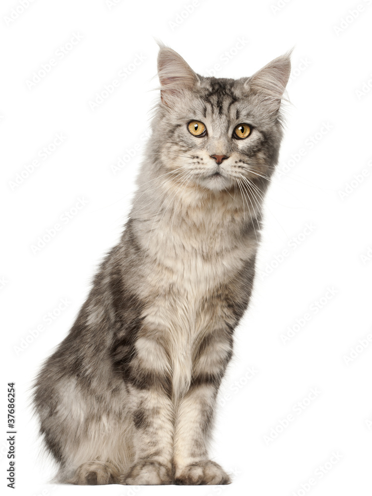 Maine Coon cat, 1 year old, sitting Maine Coon cat, 1 year old, sitting