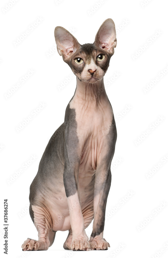 Sphynx cat, 7 months old, sitting in front of white background