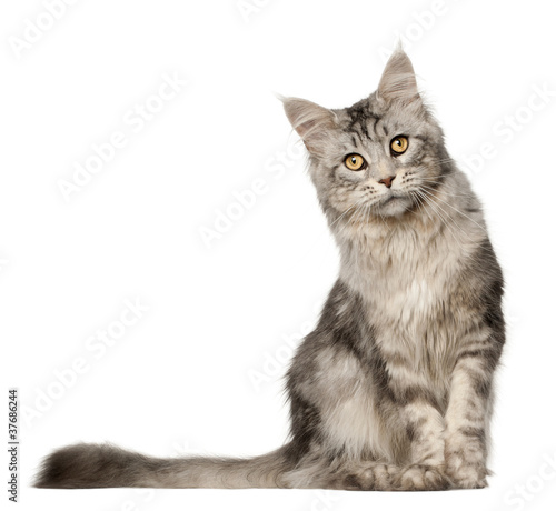 Maine Coon cat, 1 year old, sitting in front of white background