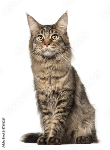 Maine Coon cat, 2 years old, sitting