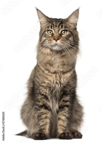 Maine Coon cat, 2 years old, sitting