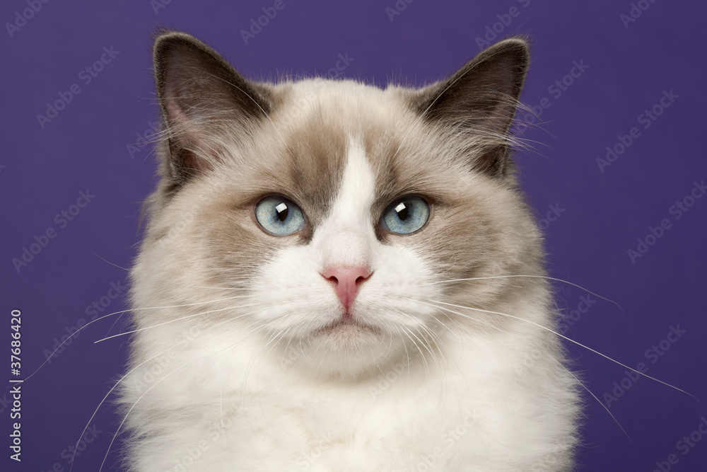 Ragdoll cat, 6 months old, in front of purple background