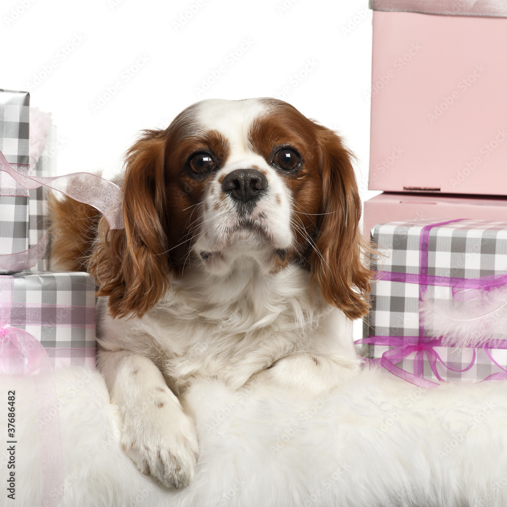 Cavalier King Charles Spaniel, lying with Christmas gifts