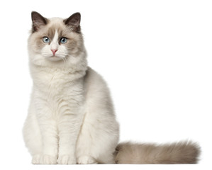 Ragdoll cat, 6 months old, sitting in front of white background