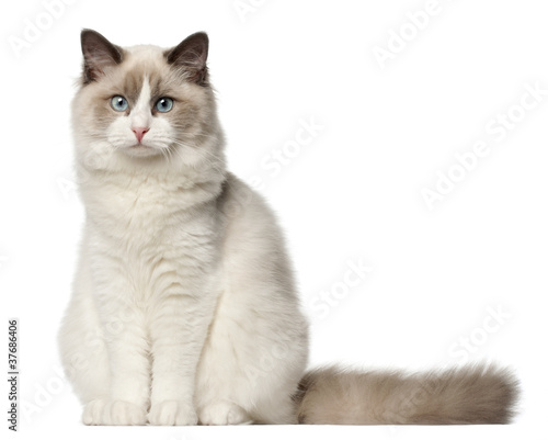 Ragdoll cat, 6 months old, sitting in front of white background photo