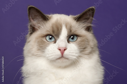 Ragdoll cat, 6 months old, in front of purple background © Eric Isselée