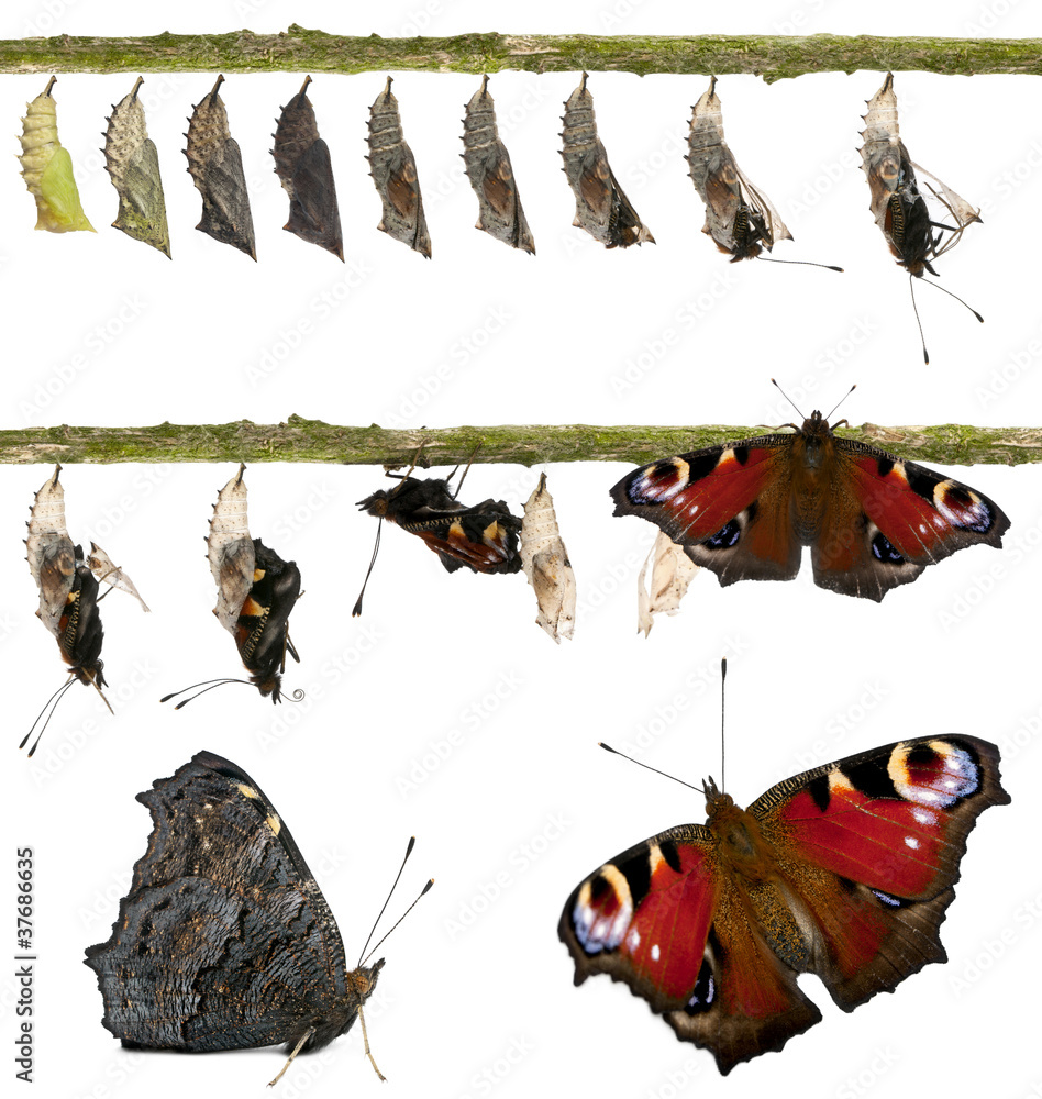 Fototapeta premium Composite of Peacock butterfly, emerging from its chrysalis