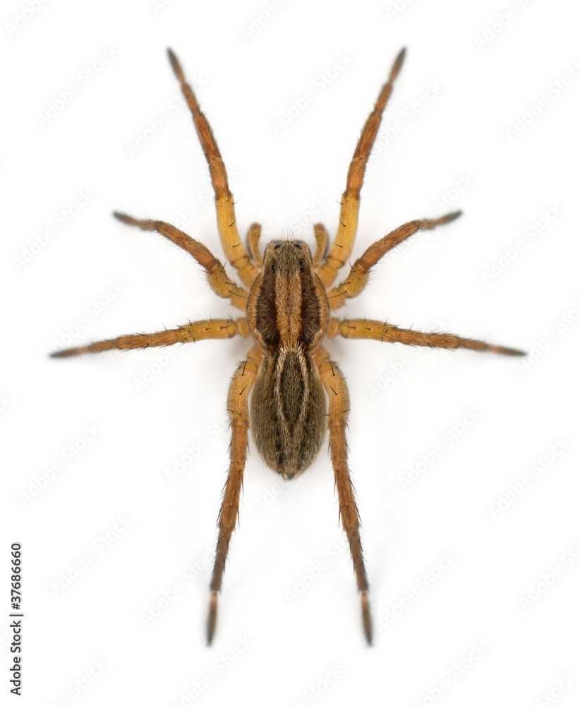 Spider, Pirata piraticus, in front of white background Spider, Pirata piraticus, in front of white background