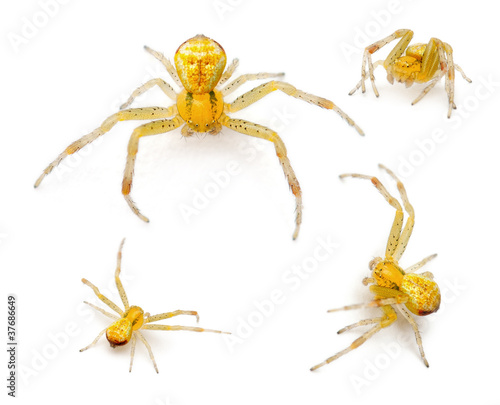 Crab spider, Ebrechtella tricuspidata
