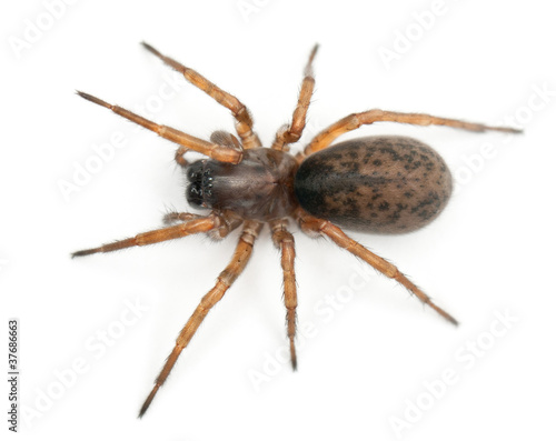 Tangled nest spider, Night spider or Hacklemesh weaver