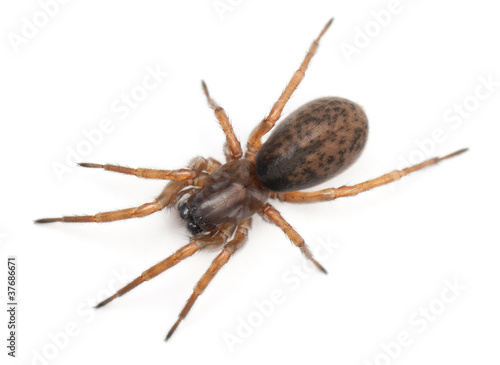 Tangled nest spider, Night spider or Hacklemesh weaver © Eric Isselée