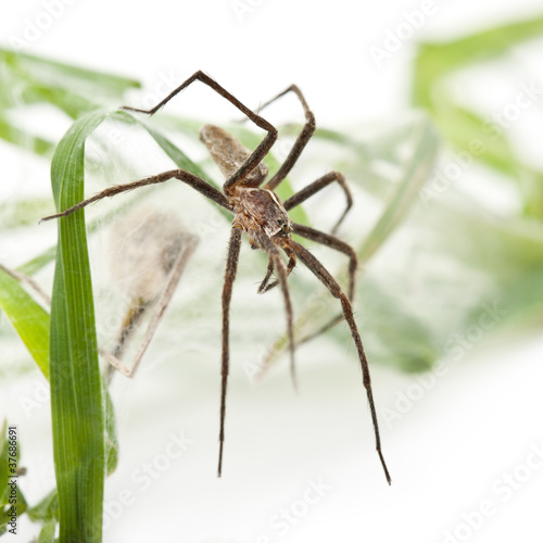 Nursery web spider, Pisaura mirabillis, with spiderling in nest
