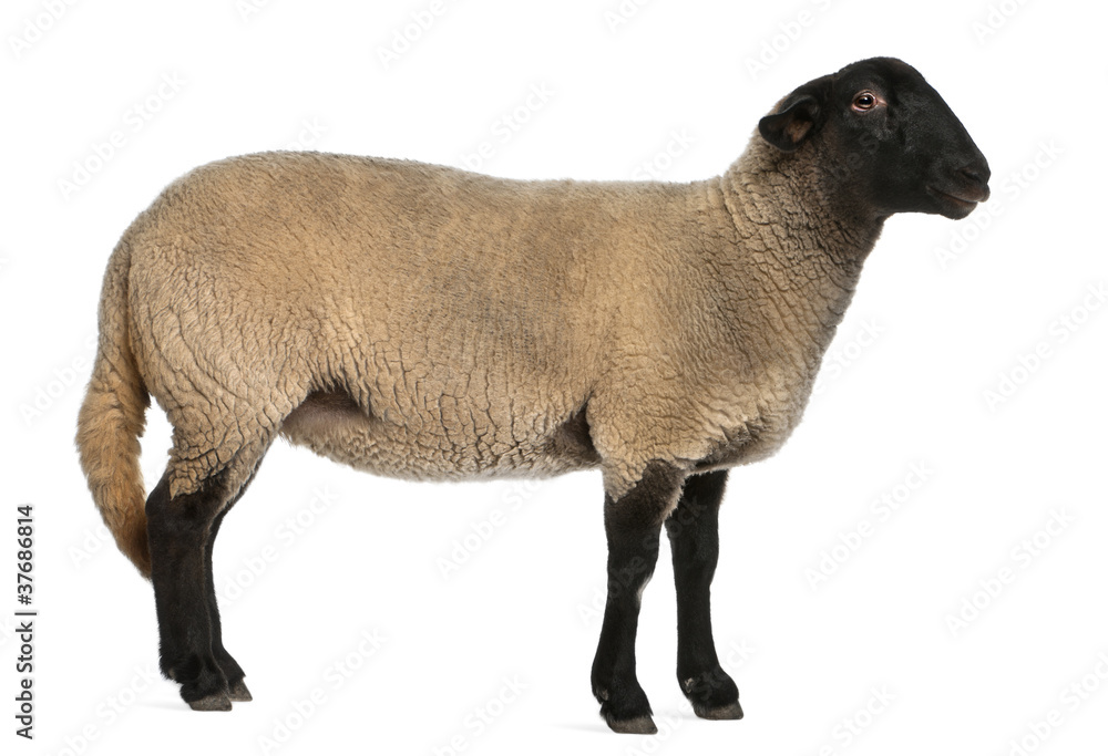 Fototapeta premium Female Suffolk sheep, Ovis aries, 2 years old, standing