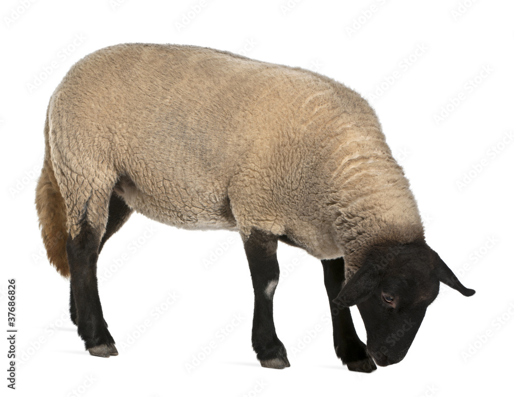 Obraz premium Female Suffolk sheep, Ovis aries, 2 years old, standing