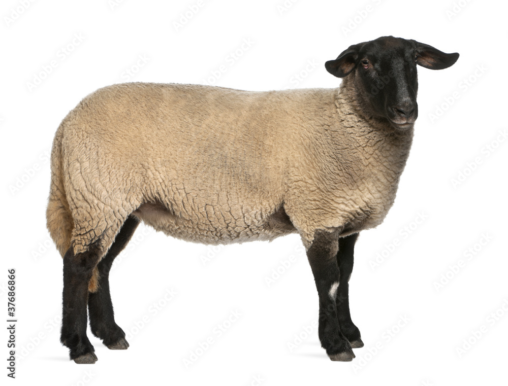 Naklejka premium Female Suffolk sheep, Ovis aries, 2 years old, standing