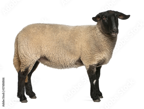 Foto Female Suffolk sheep, Ovis aries, 2 years old, standing