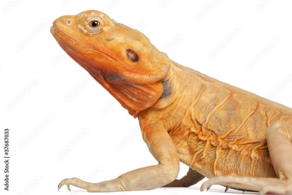 Obraz premium Close-up of Central Bearded Dragon, Pogona vitticeps