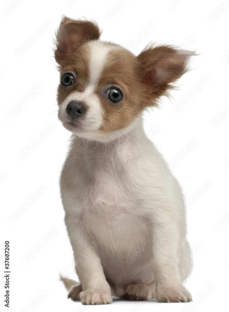 Chihuahua, 3 months old, sitting in front of white background