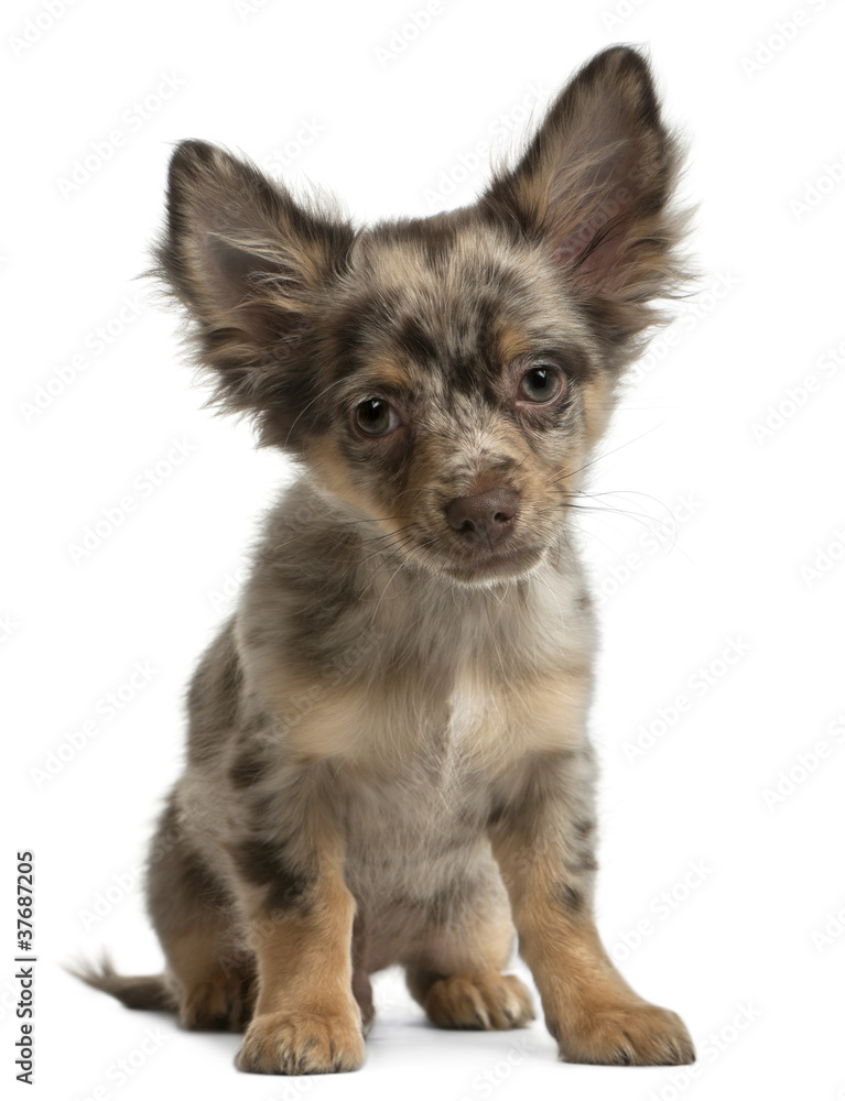 Chihuahua, 4 months old, sitting in front of white background Chihuahua, 4 months old, sitting in front of white background