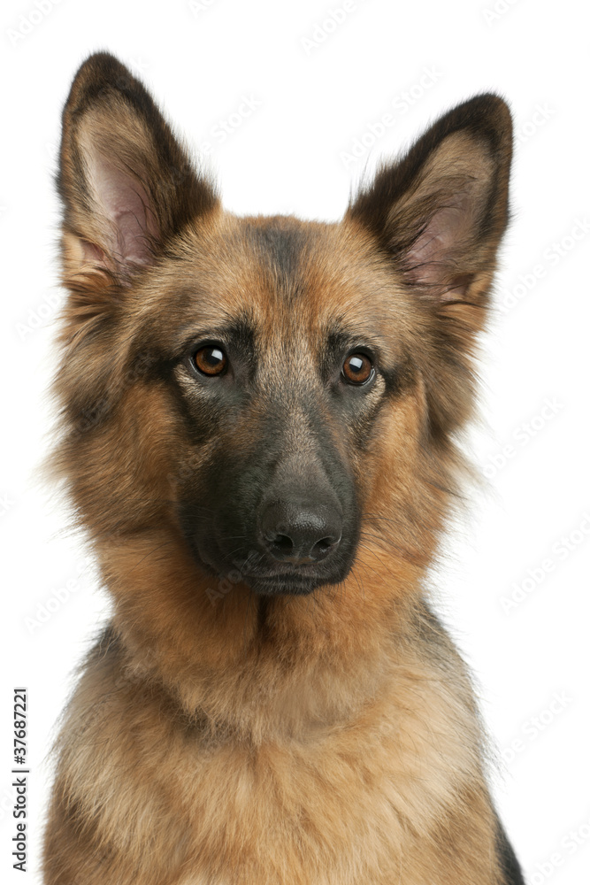 Close-up of German shepherd, 3 years old