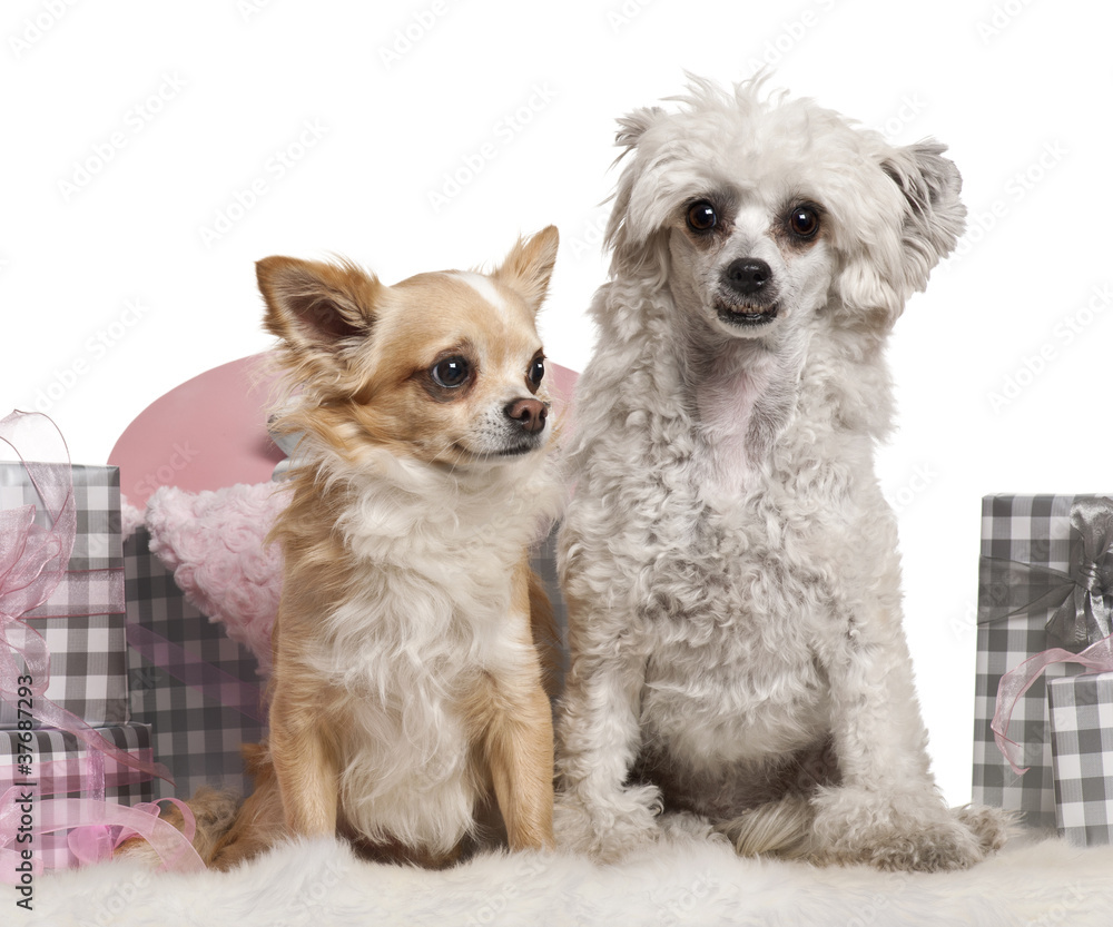 Chinese Crested Dog, 2 years old, and Chihuahua sitting Chinese Crested Dog, 2 years old, and Chihuahua sitting